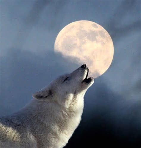 Cancer with a taurus moon taurus is one of the most grounded signs of the zodiac, so this moon placement can help keep cancers from getting swept away in a hurricane of feelings. Pinterest • The world's catalog of ideas