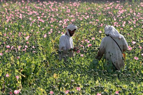 bountiful afghan opium harvest yields profits for the taliban the new york times