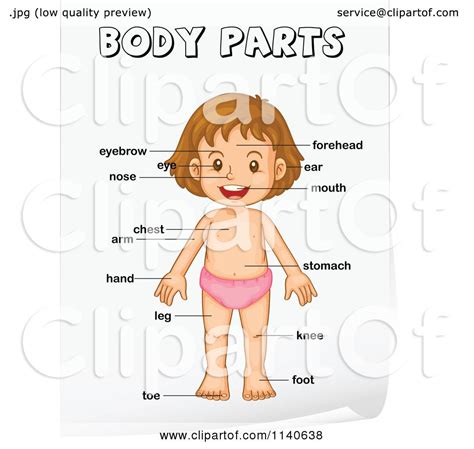 My label the parts of the body system printable offers educators a chance to assess what children know about. Cartoon Of A Girl With Labeled Body Parts 3 - Royalty Free Vector Clipart by Graphics RF #1140638