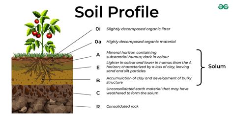 Soil Profile Definition Diagram And Layers Of Soil Geeksforgeeks