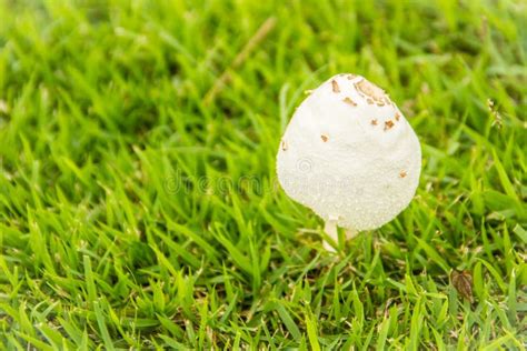 Beautiful Young White Mushroom On Green Grass Closeup Of White