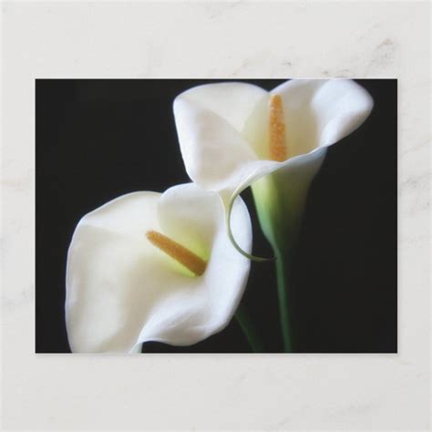 Elegant Calla Lily Flowers Postcard Zazzle