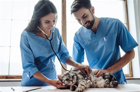 How To Become A Veterinarian In California