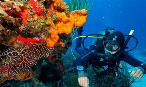 The Best Scuba Diving In Cozumel The Reefs You Cant Miss