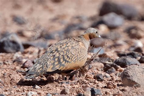 Black Bellied Sandgrouse Pterocles Orientalis Some Photos And Notes
