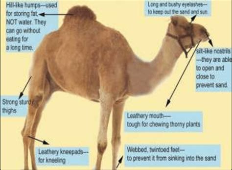 Different anatomical adaptations in camel | Download Scientific Diagram
