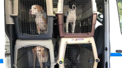 ﻿hilton Head Humane Takes In Dogs Evacuated From Shelters In Hurricane