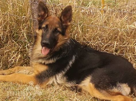 Ranges from $300 to $2,000. Virginia - German Shepherd Dog Puppy for sale | Euro Puppy