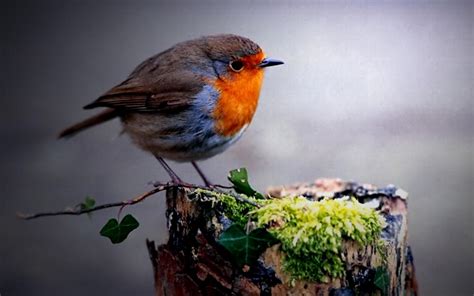 European Robin Wallpapers Wallpaper Cave