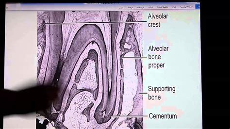 الجزء 4 O H Alveolar Process Youtube