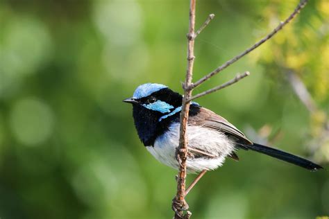 Birds Learn Another Language By Eavesdropping On Neighbors Ap News