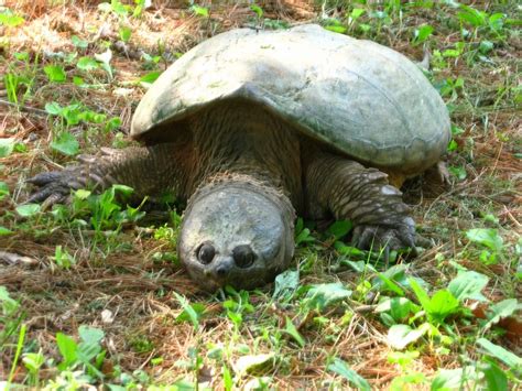 Common Snapping Turtle Chelydra Serpentina Wiki Display Full Image