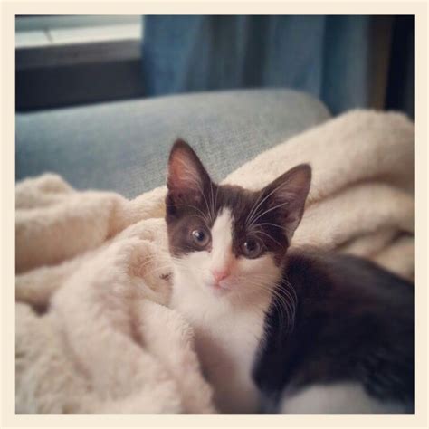 Judys Kitten Instagram Images Photographs Kitten Cats Animals