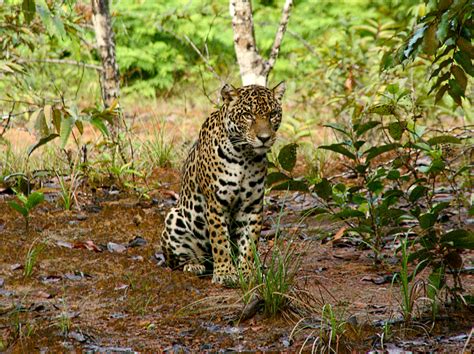 save guyana s wildlife linking tourism and conservation
