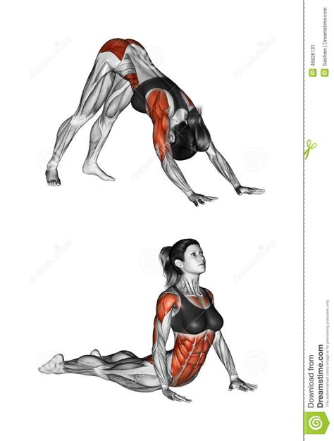 Not only do they train the above named muscles, but they also contribute to overall core strength. Fitness Exercising. Indian Push-ups. Female Stock ...