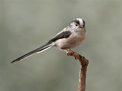 Long Tailed Tit Bird Facts Aegithalos Caudatus Bird Fact