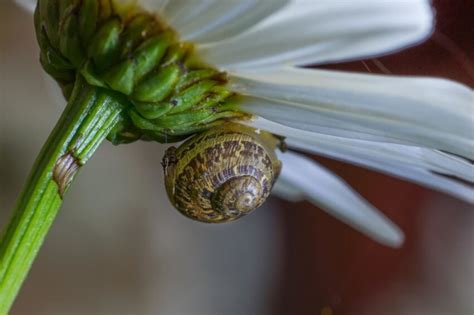 Free Picture Nature Flora Snail Mollusk Gastropod Daisy Flower