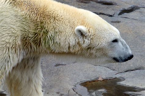 Lours Blanc De Saint Félicien Animaux Zoo Sauvage De Saint