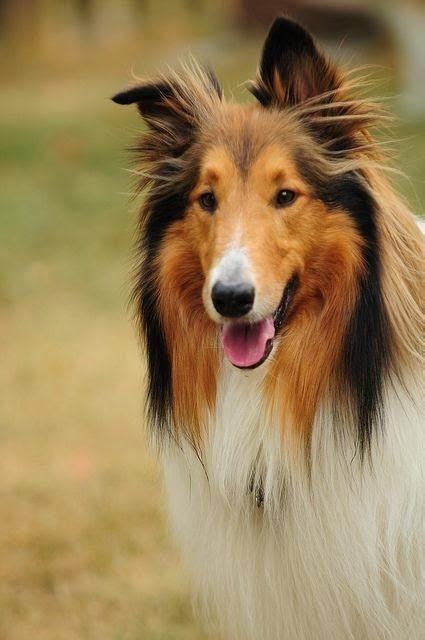 Lassie Dog