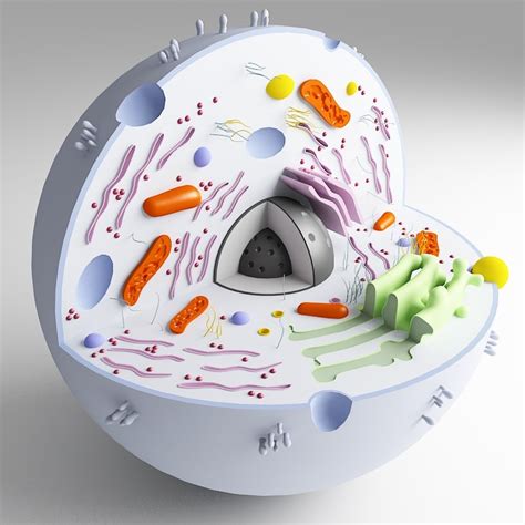 Animal cell model is required for class project and group project. 3d 3ds biological cell