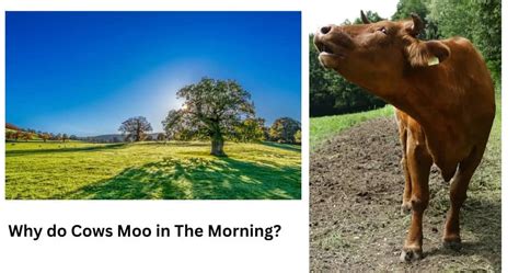 Why Do Cows Moo At Night
