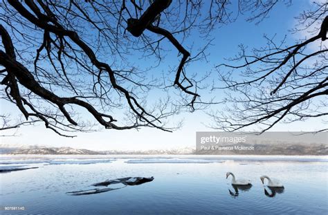 Whooper Swans On Frozen Lake Opening Underneath Overhanging Tree