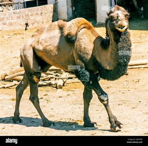 Pata De Camello Fotografías E Imágenes De Alta Resolución Alamy