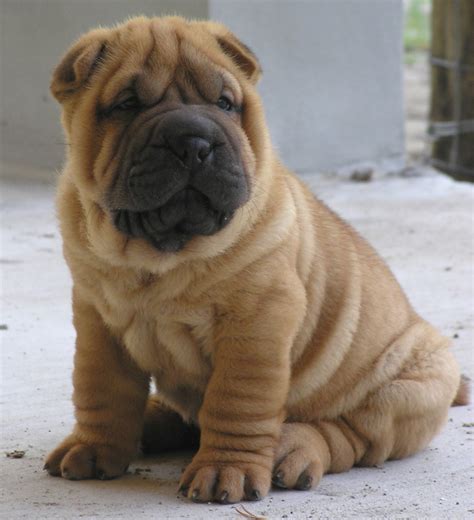 We did not find results for: hang the dj: shar pai or a puppy french bulldog