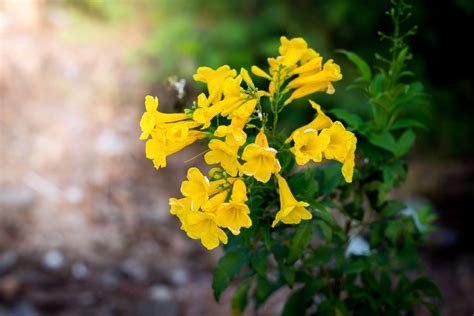 Yellow Bells Are A Highly Recommended Desert Perennial Plant They Are