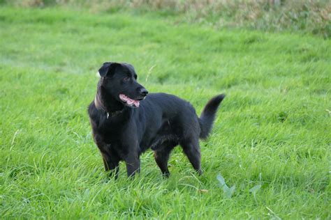 Free Images Grass Puppy Pet Black Vertebrate Labrador Retriever