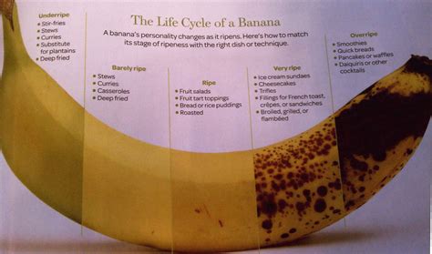 Remove aphids by hand by spraying water or knocking them into a bucket of soapy water.; Secrets of Successful Learning: Benefits Of Banana