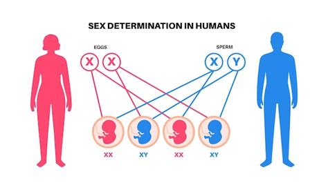 Premium Vector Sex Determination In Humans Male And Female Sperm And Eggs X And Y Chromosomes