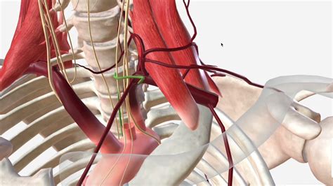 Subclavian Artery Anatomy Branches And Relations Youtube