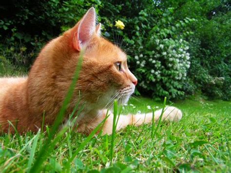 Some common plants can be deadly to your cat or dog.animals tend to gravitate toward plants. Plants That Deter Cats | Plants To Keep Cats Away | Cat ...