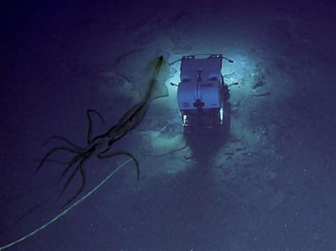 Scientists Spot Sneaky Squid Spying On Seafloor Survey Bgr
