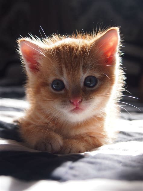 This Face Kittens Cutest Animals Cats