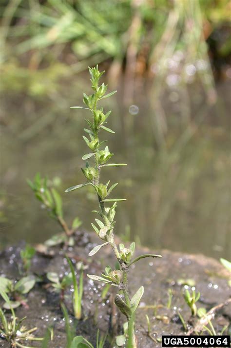 Also known as little hogweed. purslane speedwell, Veronica peregrina (Scrophulariales ...