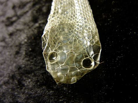 Top Methods to Help Your Reptile through Shedding - The ...