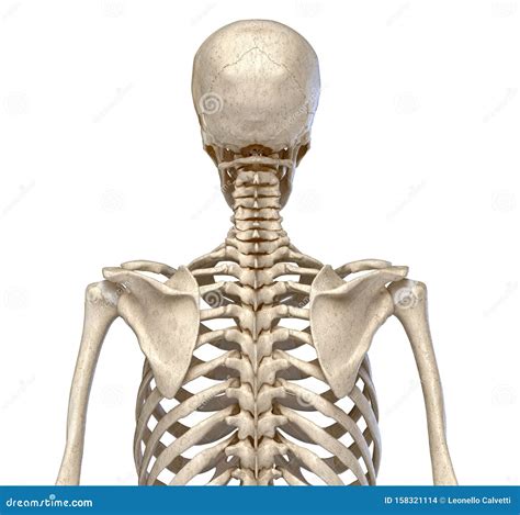 Anatomia Humana Sistema Esquelético Do Tronco Vista Traseira