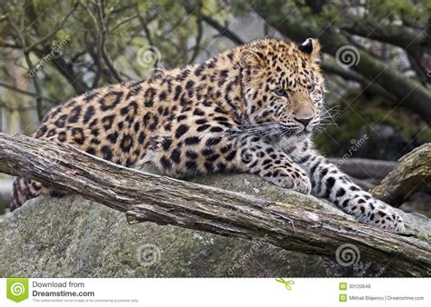 Leopardo 1 De Amur Imagen De Archivo Imagen De Caza 30120649