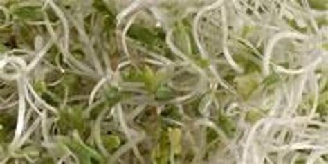 Chemical Derived From Broccoli Sprouts Shows Promise In Treating Autism