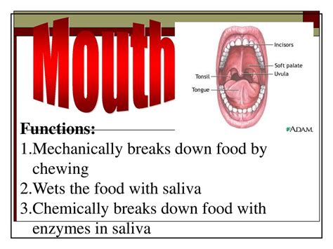 Digestive System Ppt Download