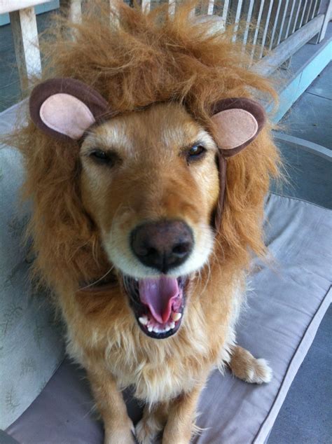 Dog Halloween Costumes For Golden Retrievers Geronimo Sagese