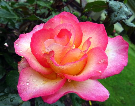 Rainbow Sorbetthis Floribunda Rose Is Very Slight In Fragrance But