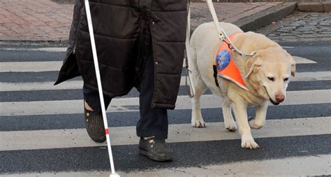 Blinde Haben Nicht Automatisch Anspruch Auf Blindenhund