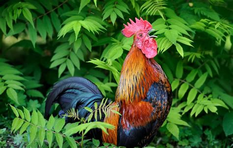 Rooster Symbolism And Meaning Totem Spirit And Omens Pet News Live