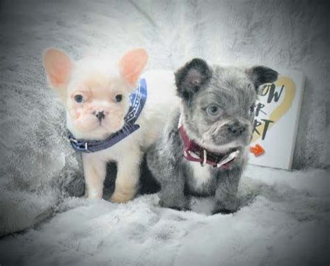 He has a gorgeous fawn. Casper stunning blue and tan pied fluffy French Bulldog ...