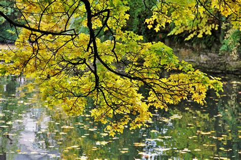Free Images Nature Forest Branch Sunlight Leaf Flower Lake