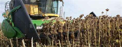 How to harvest sunflowers?