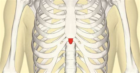 Organs Within Ribcage T Shirt Internal Organs And Rib Cage Human